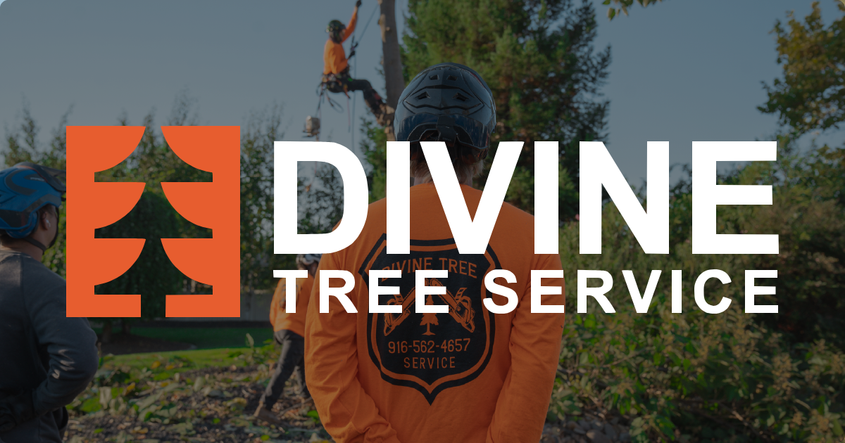 Sacramento Tree Removal Services | Divine Tree Service